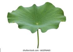 a large green leaf on a white background