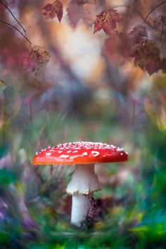 a red mushroom sitting on top of a lush green grass covered forest filled with leaves