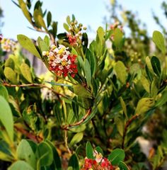 small red and white flowers growing on the branches of some trees in front of a house