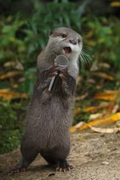 an animal that is holding a microphone in it's mouth and standing on its hind legs