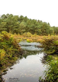 a stream running through a lush green forest filled with lots of tall grass and trees