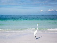 a large white bird standing on top of a sandy beach next to the ocean's edge