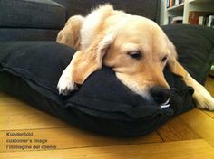 Dog cushion with orthopedic latex filling in outstanding quality. Living Environment