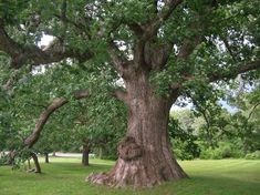 a large tree in the middle of a grassy area with lots of trees around it