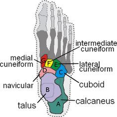 an image of the foot bones labeled in different colors and names, with labels on each side