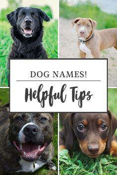 four different dogs with the words dog names helpful tips