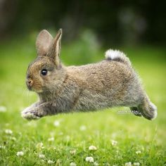 a small rabbit is jumping in the air