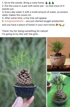 a person holding a small potted plant with pine cones in it and the caption is