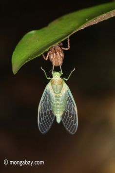 a close up of a bug on a leaf