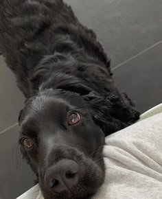 a black dog laying on top of a white blanket