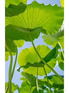 large green leaves are growing in the sun