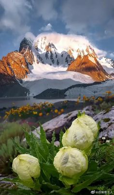 some flowers are in the foreground with mountains in the backgrouund and clouds in the sky