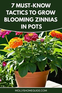 a potted plant with the title 7 must - know tricks to grow blooming zinnas in pots