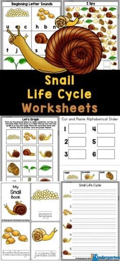 snail life cycle worksheets for kids