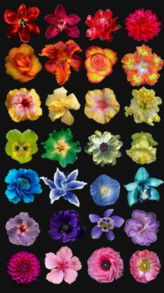 many different colored flowers on a black background