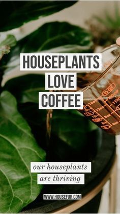 a person pouring coffee into a cup with the words houseplants love coffee