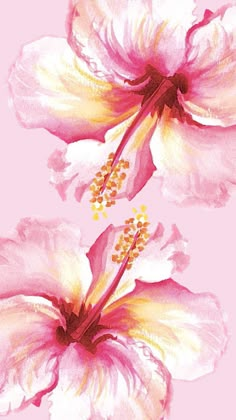 two pink and white flowers with yellow stamens on a light pink background, painted in watercolor