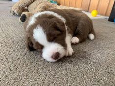 a brown and white puppy is sleeping on the floor