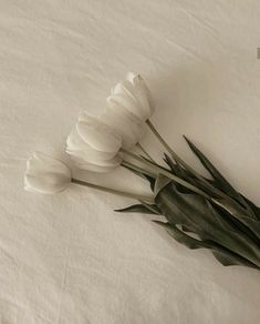 three white tulips laying on top of a bed