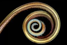 a spiral shaped object is shown against a black background