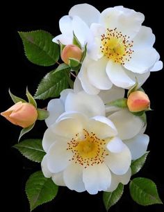 three white roses with green leaves and buds on a black background in the center is an orange stamen