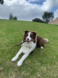 a brown and white dog laying on top of a grass covered field with a stick in it's mouth