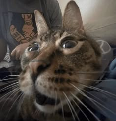 a close up of a cat with a person in the background looking at it's camera