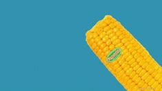 a corn cob is shown against a blue sky