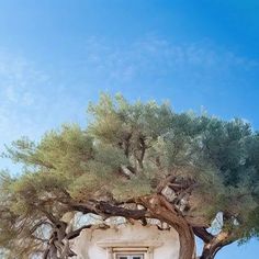 an old building with a tree growing out of it