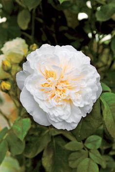 a white flower with yellow center surrounded by green leaves