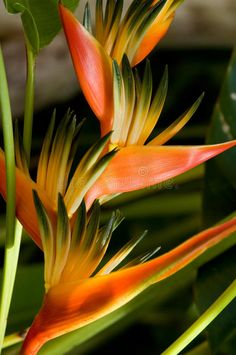 an orange and yellow bird of paradise flower