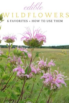 some purple flowers are growing in the grass