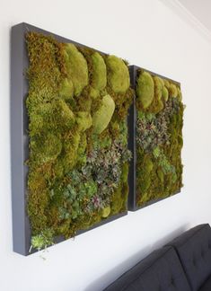 two moss covered wall panels mounted to the side of a white wall next to a black couch