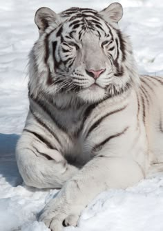 a white tiger laying down in the snow