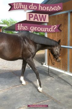 a horse that is walking around in the dirt with words above it saying, why do horses paw the ground?