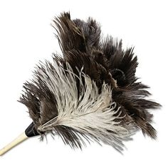 an ostrich's feather is shown on a white background