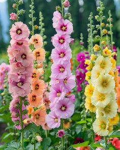 many different colored flowers in a garden