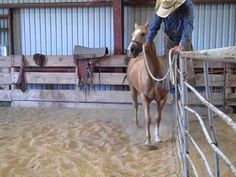 a man in cowboy hat standing next to a brown horse