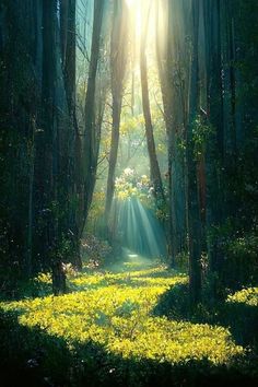 sunlight shining through the trees in a forest filled with yellow wildflowers and grass