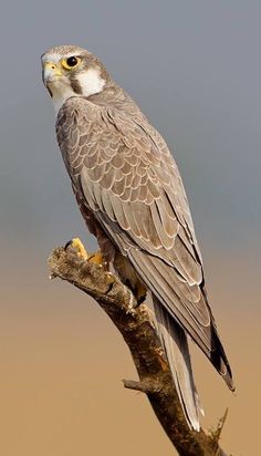 a bird sitting on top of a tree branch