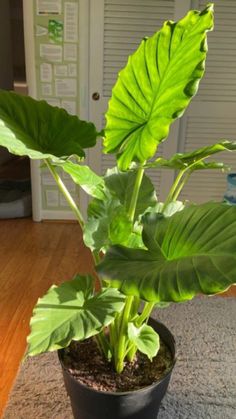 a large green plant sitting in a black pot on top of a wooden floor next to a door