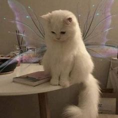 a white cat sitting on top of a table next to a fairy wings wallpaper