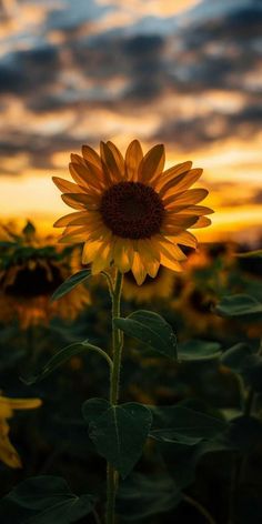 a sunflower in the middle of a field at sunset