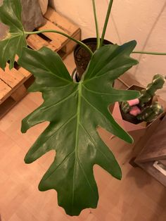 a large green leaf hanging from the side of a plant in a pot on a wooden floor