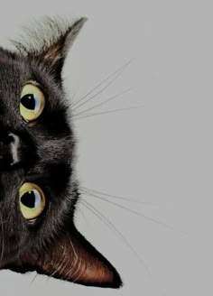 a black cat with yellow eyes looking up at the camera while it's head is upside down