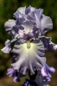 a purple and white flower is blooming in the garden