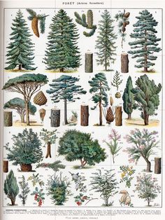 an old book with trees and plants in it's pages, including pines