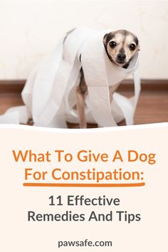 a dog sitting on top of a pile of toilet paper with the title what to give a dog for constipatition 11 effective remedies and tips