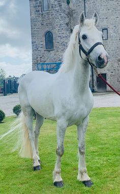 a white horse standing on top of a lush green field next to a tall building