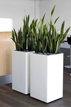 two white planters with green plants in them